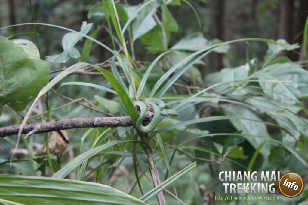 3-days/2-nights Trekking Tour | Chiang Mai Trekking | The best trekking in Chiang Mai with Piroon Nantaya